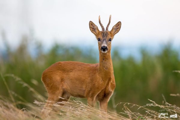 EU grants emergency funds as pandemic weakens wildlife conservation