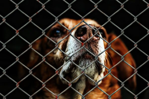 Majority of French people concerned about animal welfare, according to a survey