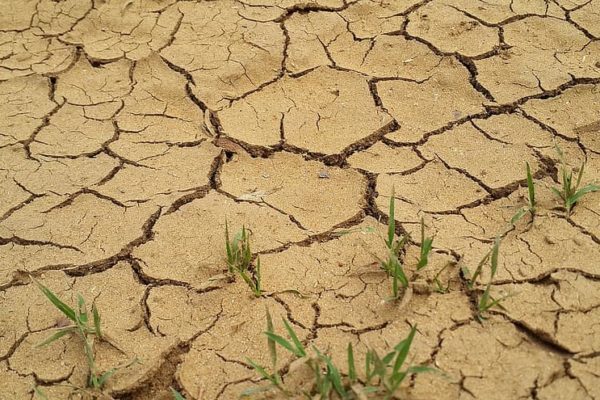 Drought in France: Further help for farmers and stockbreeders