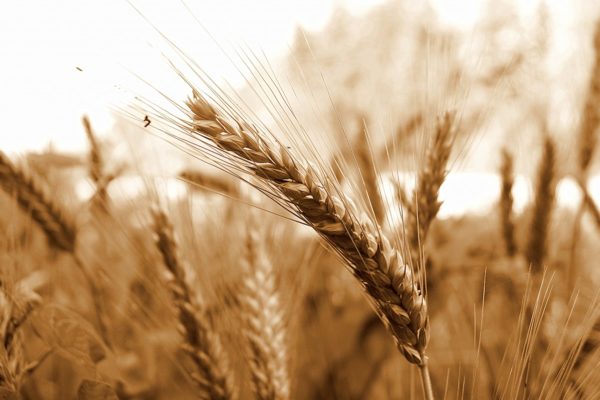 French cereal production figures to drop this year