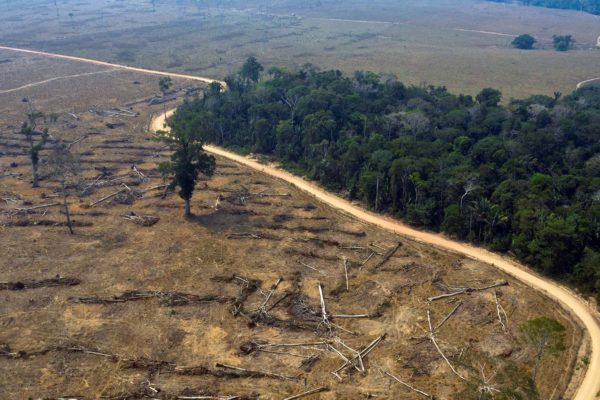 World lost 100 million hectares of forest in two decades: UN