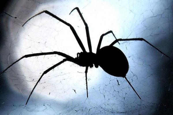 France: A spider bites him, he’s almost amputated