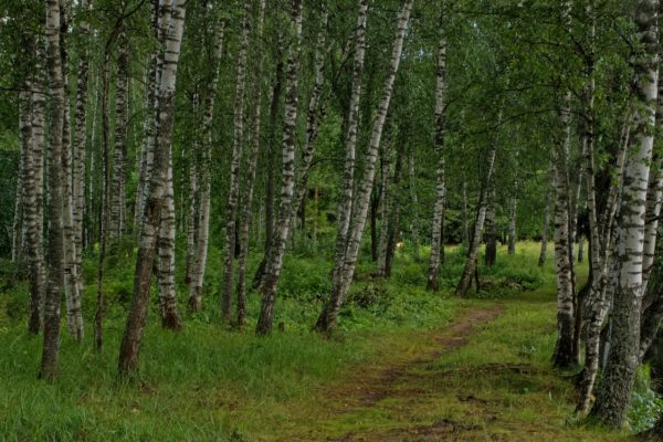 Drought in France: The forests in great danger